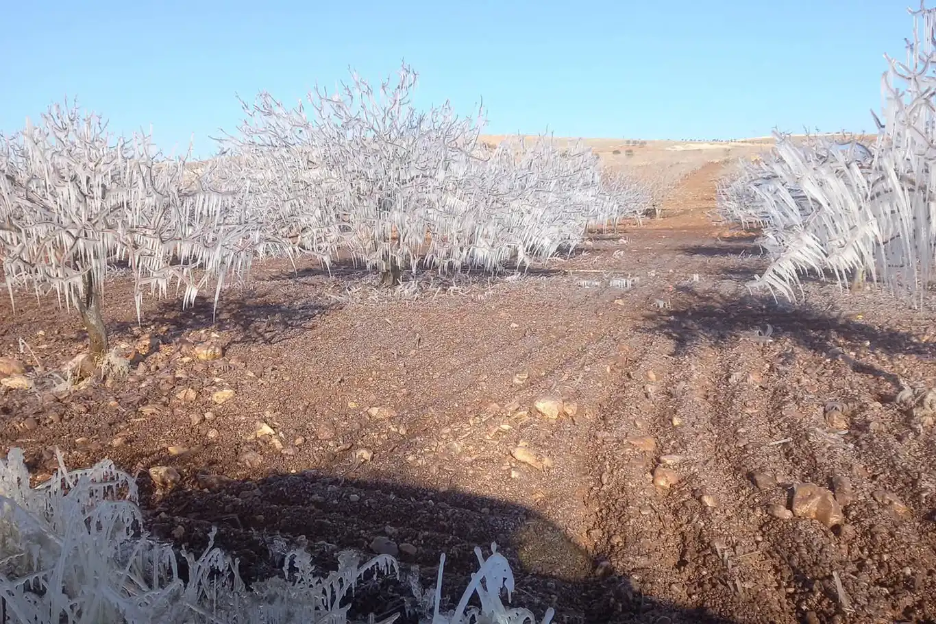 Meteorolojiden çiftçilere "zirai don" uyarısı