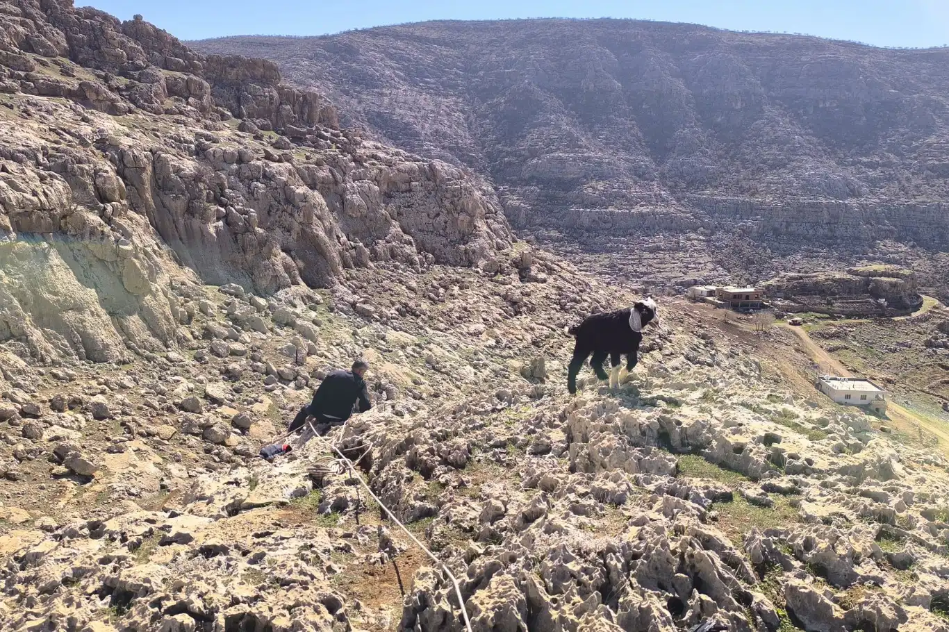 Mardin’de kayalıklarda mahsur kalan 17 oğlak kurtarıldı