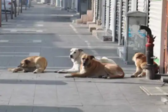 Sağlık Bakanlığı’ndan sahipsiz hayvanlara yönelik yeni düzenleme