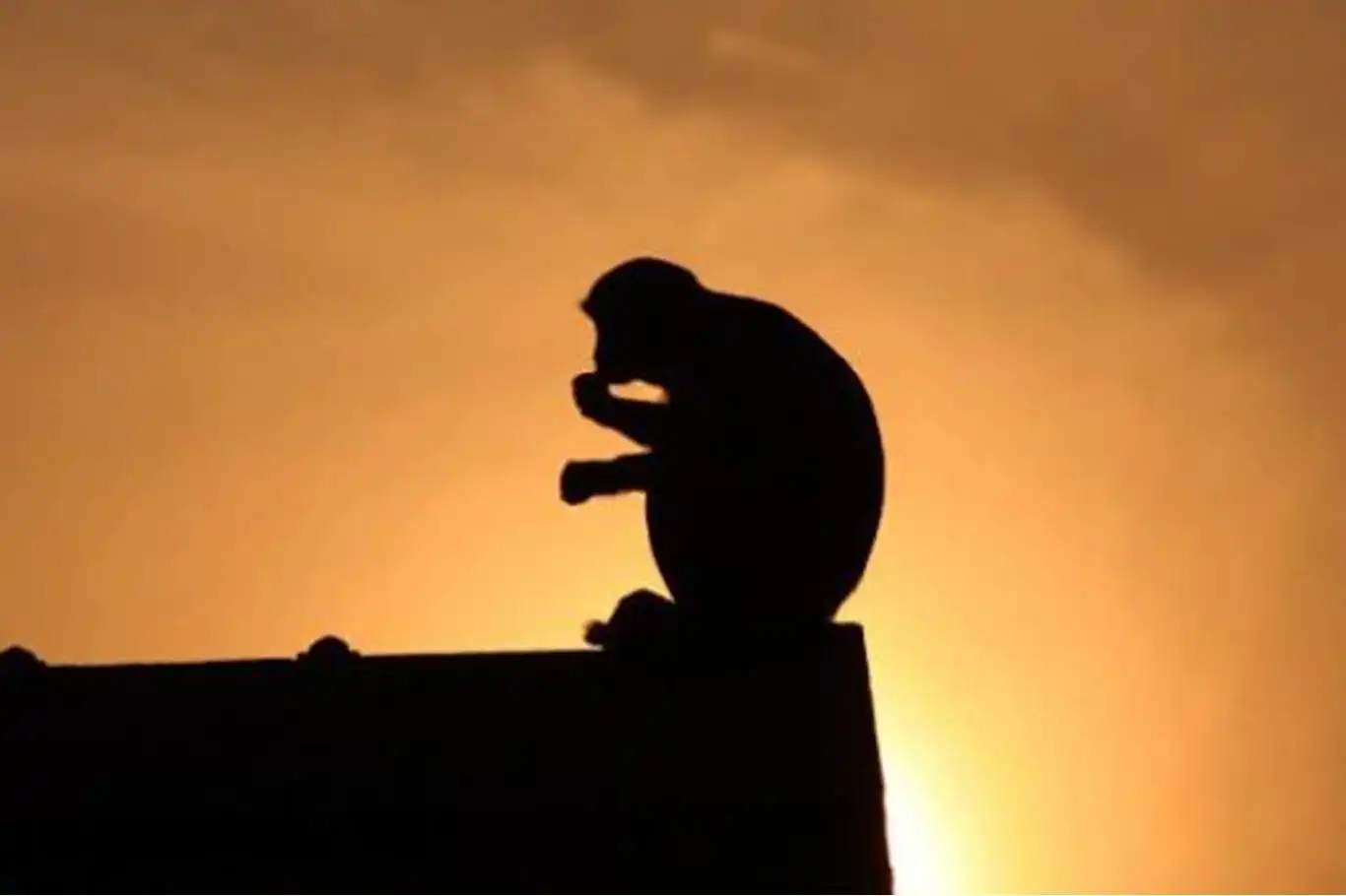 Monkey causes island-wide blackout in Sri Lanka