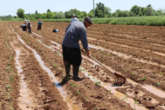 Türkiye’s agricultural input costs surge by 30.49% in January