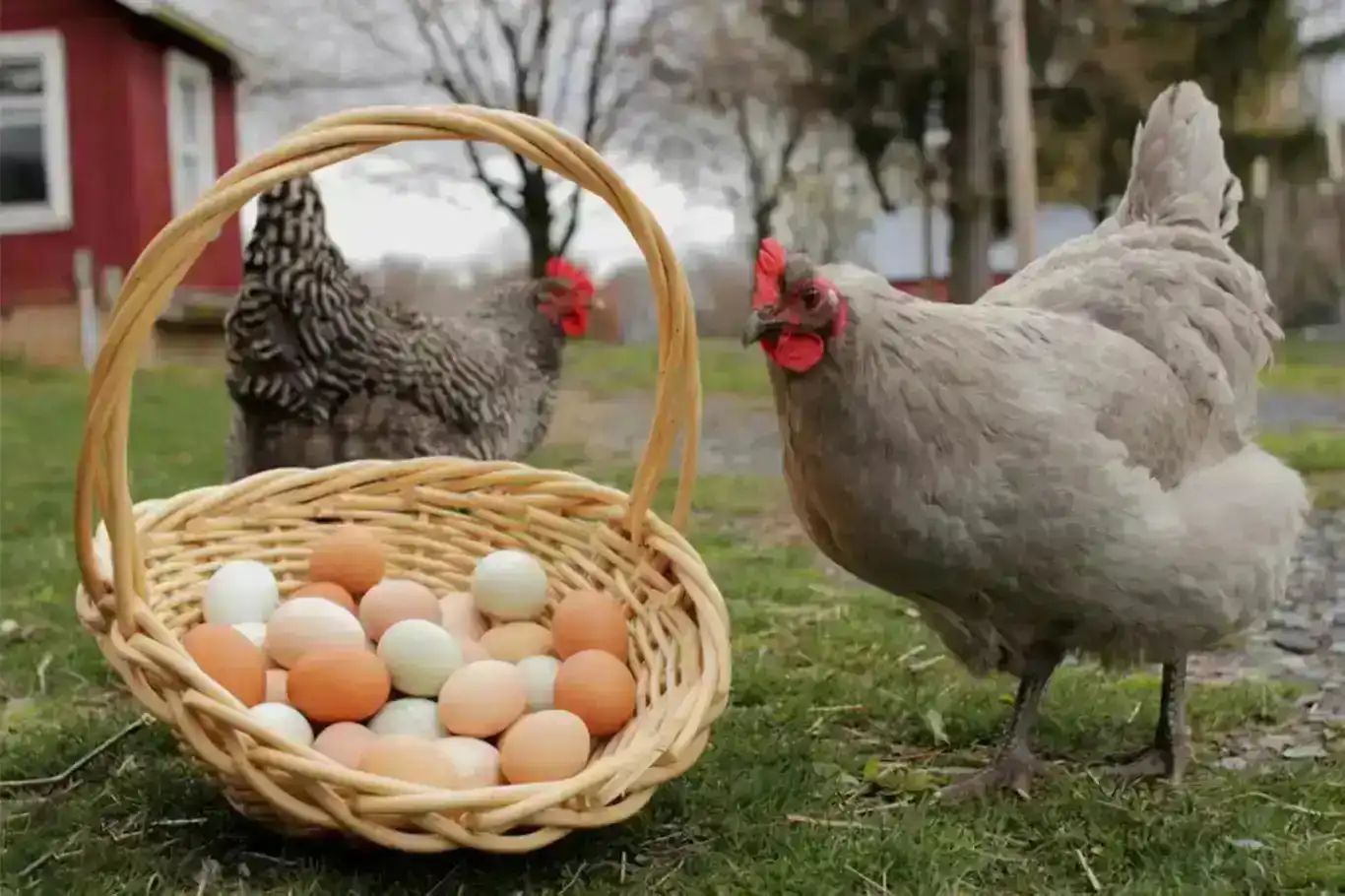Türkiye’s chicken meat production rises annually despite monthly drop Türkiye’s chicken meat production rises annually despite monthly drop