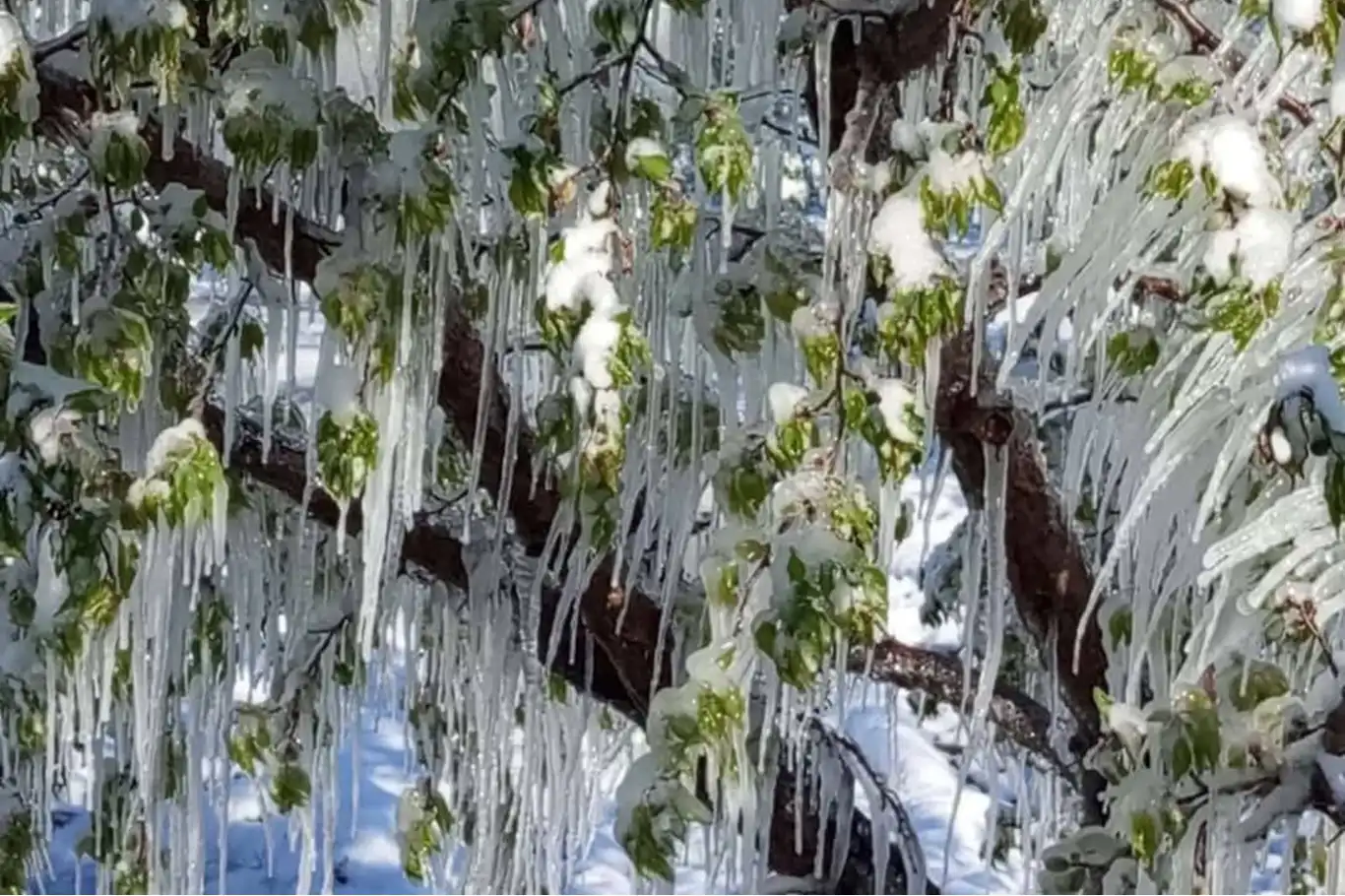 ÇKS'ye kayıtlı çiftçiye zirai don desteği verilecek