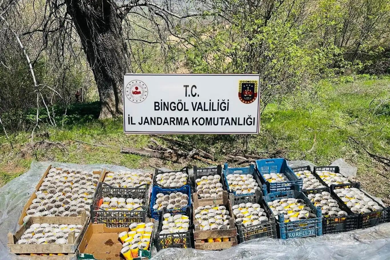 Bingöl’de 480 kök kenevir ele geçirildi Bingöl’de 480 kök kenevir ele geçirildi
