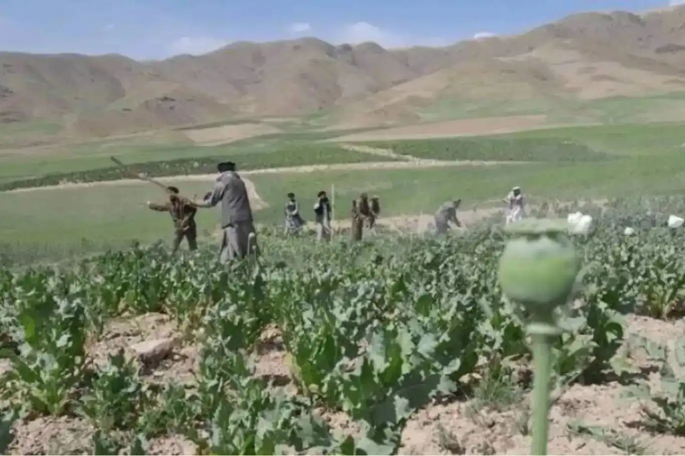 ئیمارەتی ئیسلامی ئەفغانستان کێڵگە خەنەبەرەکان وێران دەکات