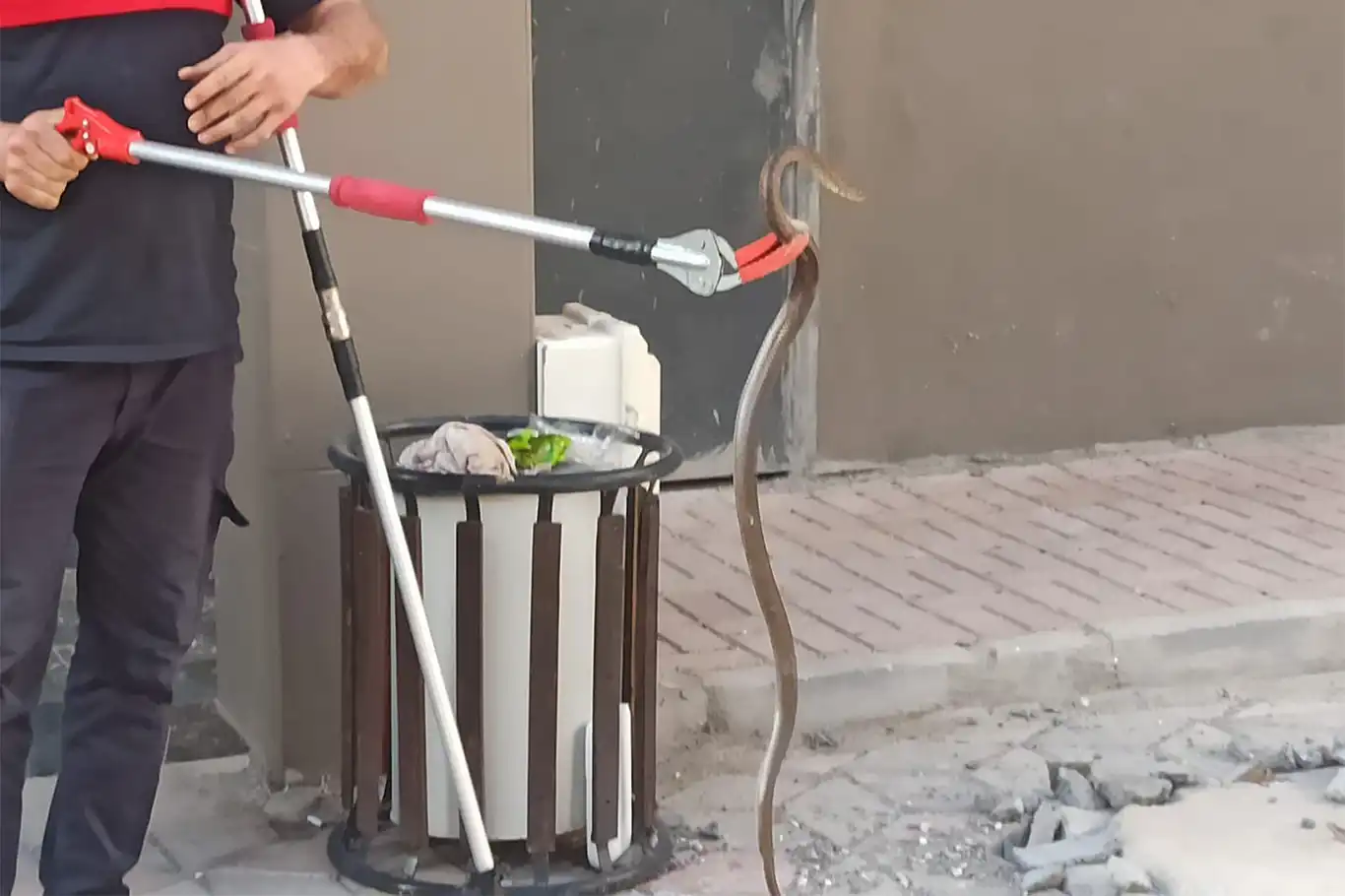 Şanlıurfa’da bodrum katında yakalanan yılan doğaya bırakıldı Şanlıurfa’da bodrum katında yakalanan yılan doğaya bırakıldı