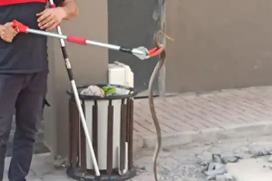 Şanlıurfa’da bodrum katında yakalanan yılan doğaya bırakıldı