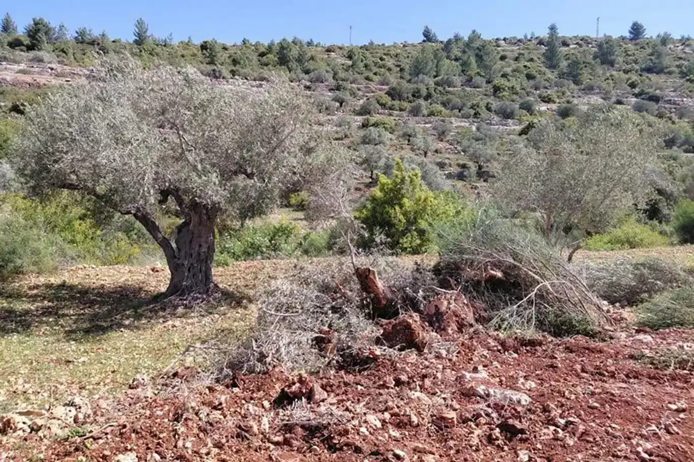 تحت حماية جيش الاحتلال..عصابات يهودية تدمر أراضي زراعية في رام الله تحت حماية جيش الاحتلال..عصابات يهودية تدمر أراضي زراعية في رام الله