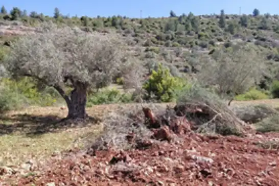 Çeteyên Cihûyî li Ramallahê êrîşî erdan kirin