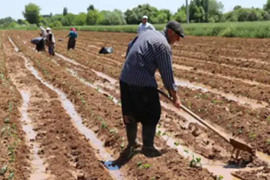 Üreticilere 5,1 milyar lira destekleme ödemesi yapılacak