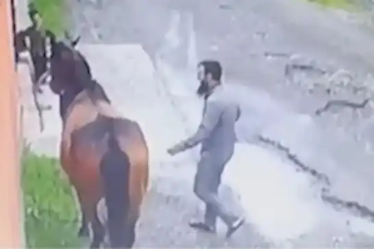 ئەسپە فرۆشراوەکە ١٠ کیلۆمەتر ڕۆیشتووە و گەڕاوەتەوە بۆ لای خاوەن موسڵمانەکەی لە شاری ئینگوشێتیا