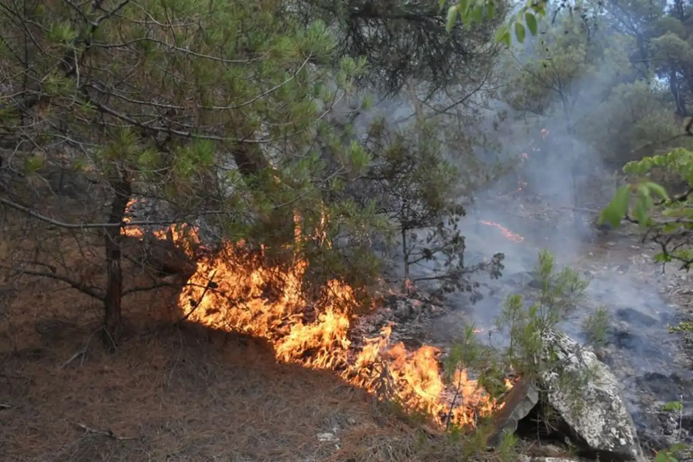 Kahramanmaraş'ta orman yangını Kahramanmaraş'ta orman yangını