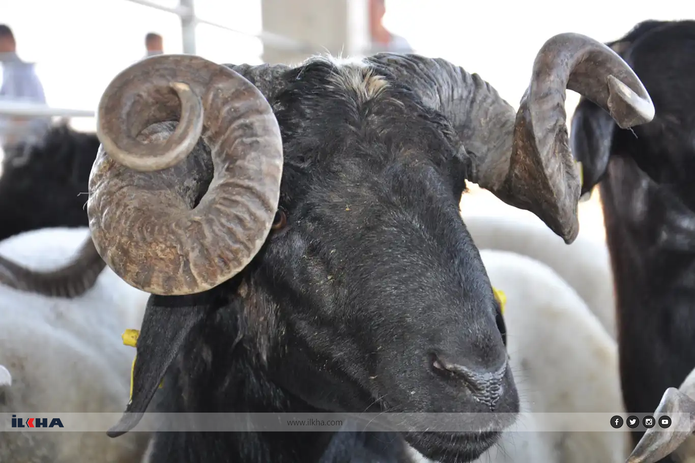 Karwanê Hêvîyê banga qurbanê kir: Wekîltîyên xwe bi dilrehetî emanetê me bikin Karwanê Hêvîyê banga qurbanê kir: Wekîltîyên xwe bi dilrehetî emanetê me bikin