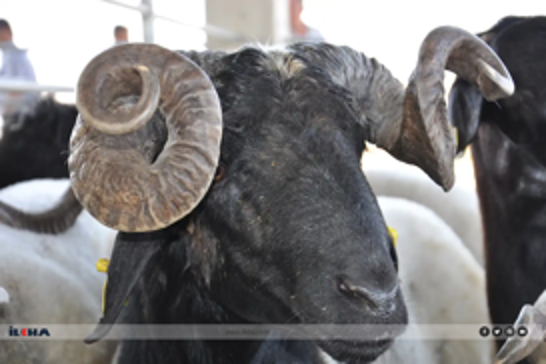 Karwanê Hêvîyê banga qurbanê kir: Wekîltîyên xwe bi dilrehetî emanetê me bikin