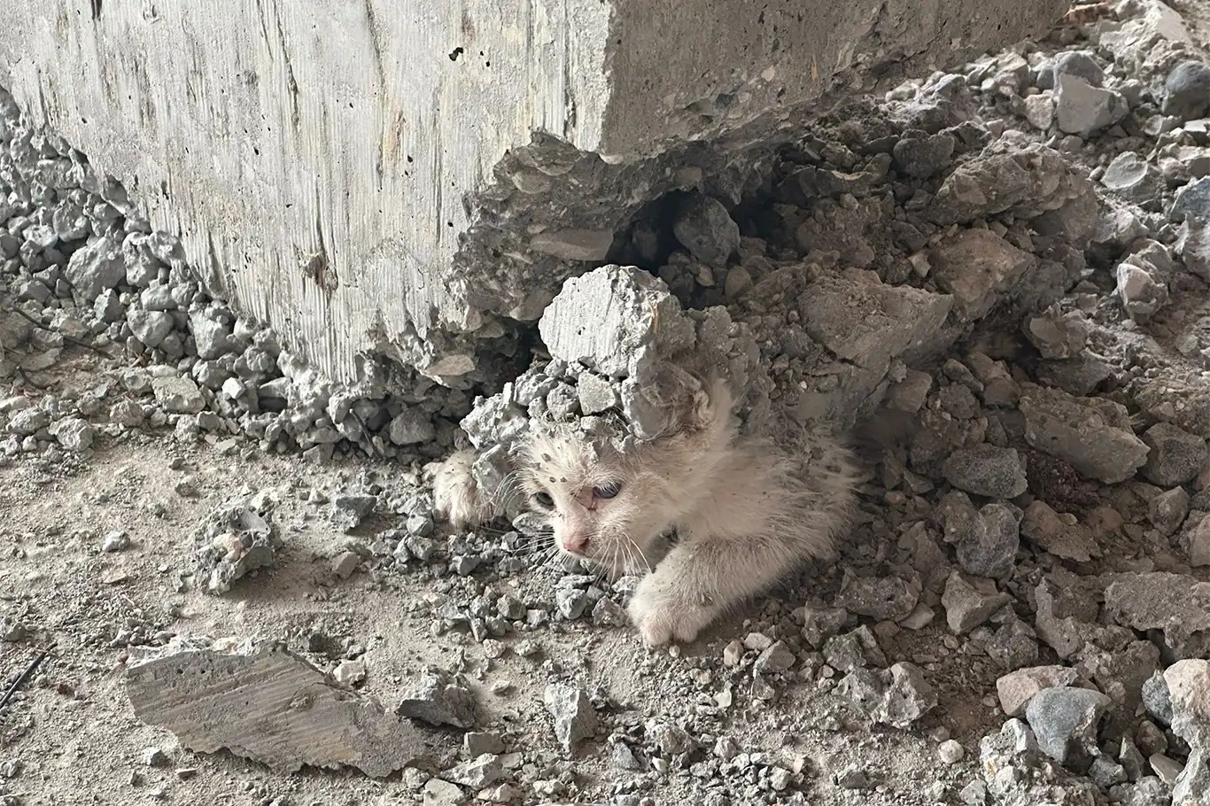 Şanlıurfa’da beton kalıbına sıkışan yavru kedi kurtarıldı Şanlıurfa’da beton kalıbına sıkışan yavru kedi kurtarıldı