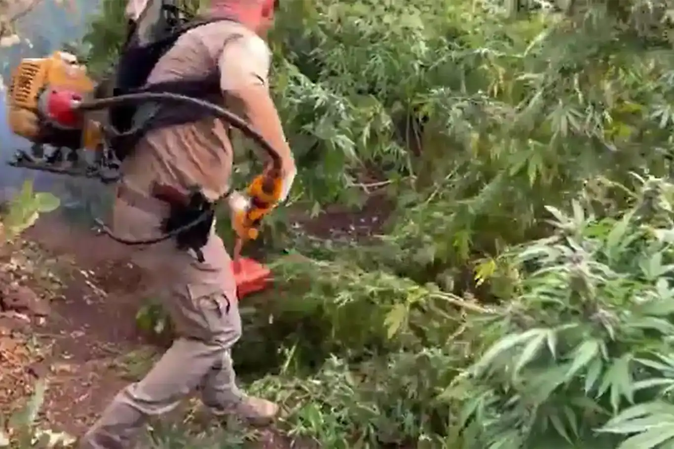 Li Dîyarbekirê 3 milyon û 476 hezar kenewîra kok û skunk hat bidestxistin