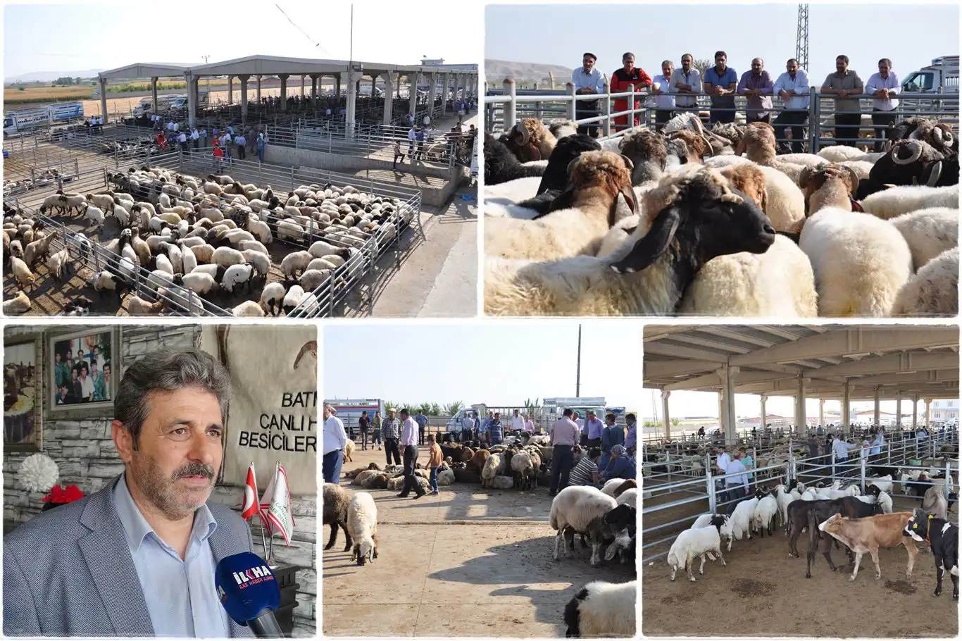 Besicilerden bayram öncesi açıklama: Kurbanlık sıkıntısı yok Besicilerden bayram öncesi açıklama: Kurbanlık sıkıntısı yok