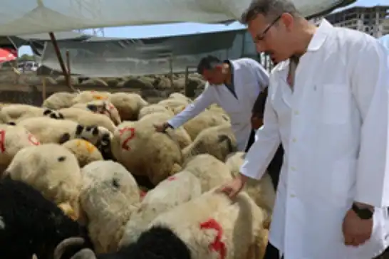 Adana'da Kurban Bayramı öncesi kurbanlık denetimi yapıldı