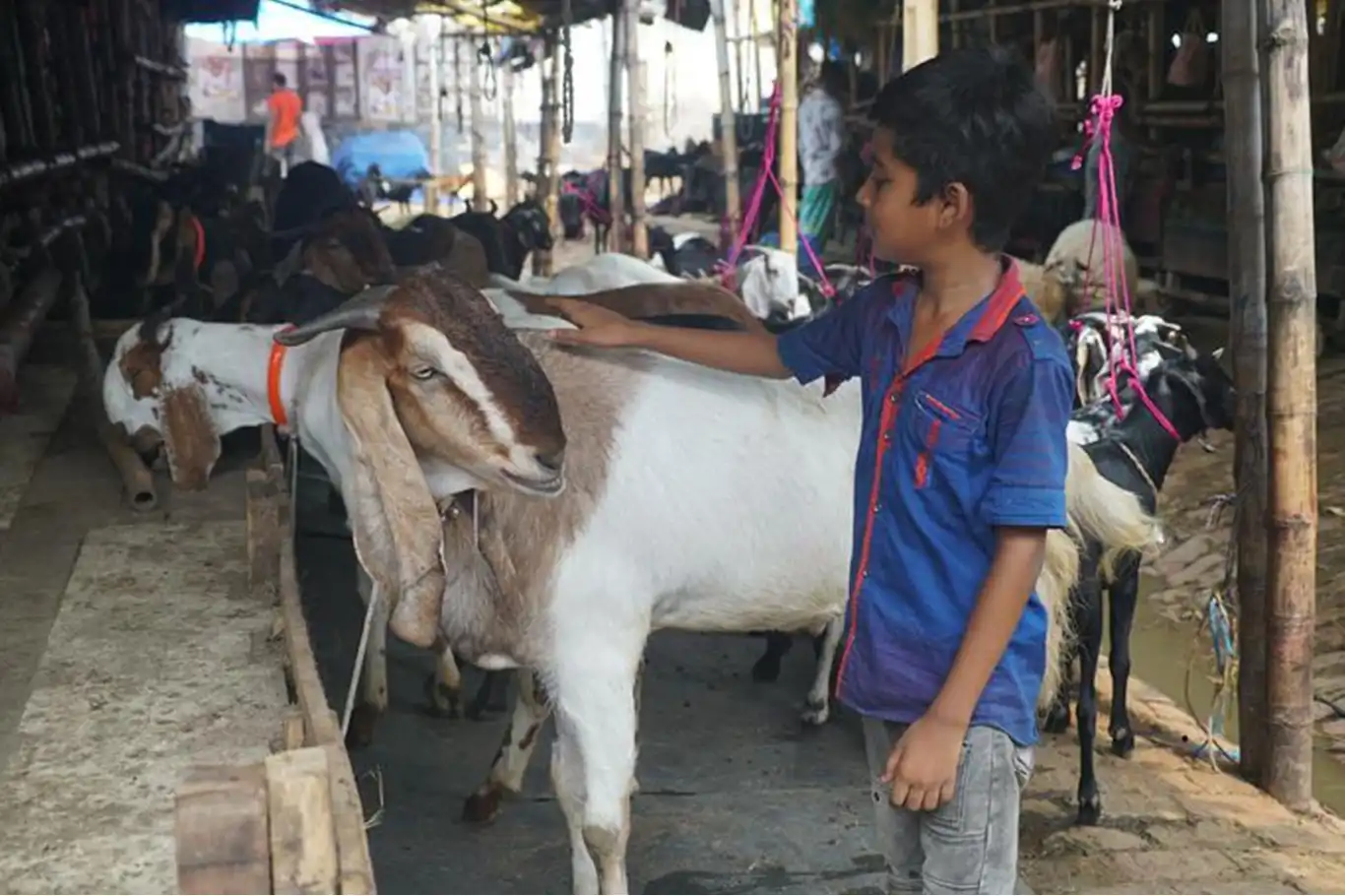 Bangladeş’te kurbanlık İçin 13 milyona yakın hayvan hazırlandı Bangladeş’te kurbanlık İçin 13 milyona yakın hayvan hazırlandı