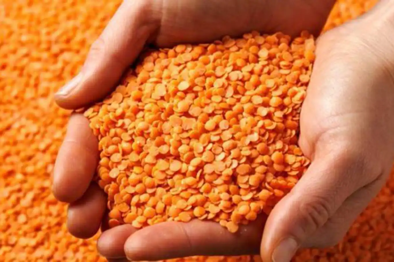 Batman, mercimek üretiminde Türkiye üçüncüsü oldu