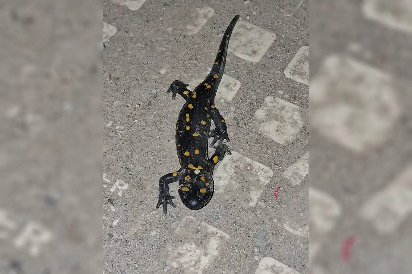 Malatya şehir merkezinde ateş semenderi görüldü Malatya şehir merkezinde ateş semenderi görüldü