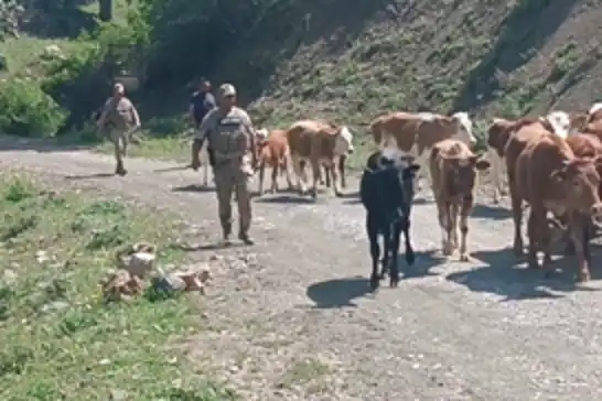 Batman'da kayıp büyükbaş hayvanlar bulunarak sahibine teslim edildi