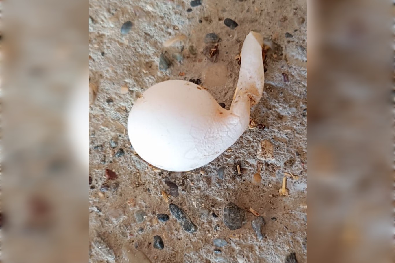 Mardin'de görenlerde merak uyandıran tavuk yumurtası Mardin'de görenlerde merak uyandıran tavuk yumurtası
