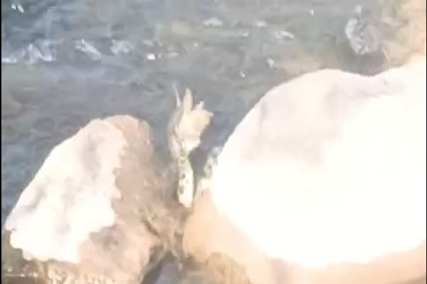 Ağrı'da çift boynuzlu yılan görüldü
