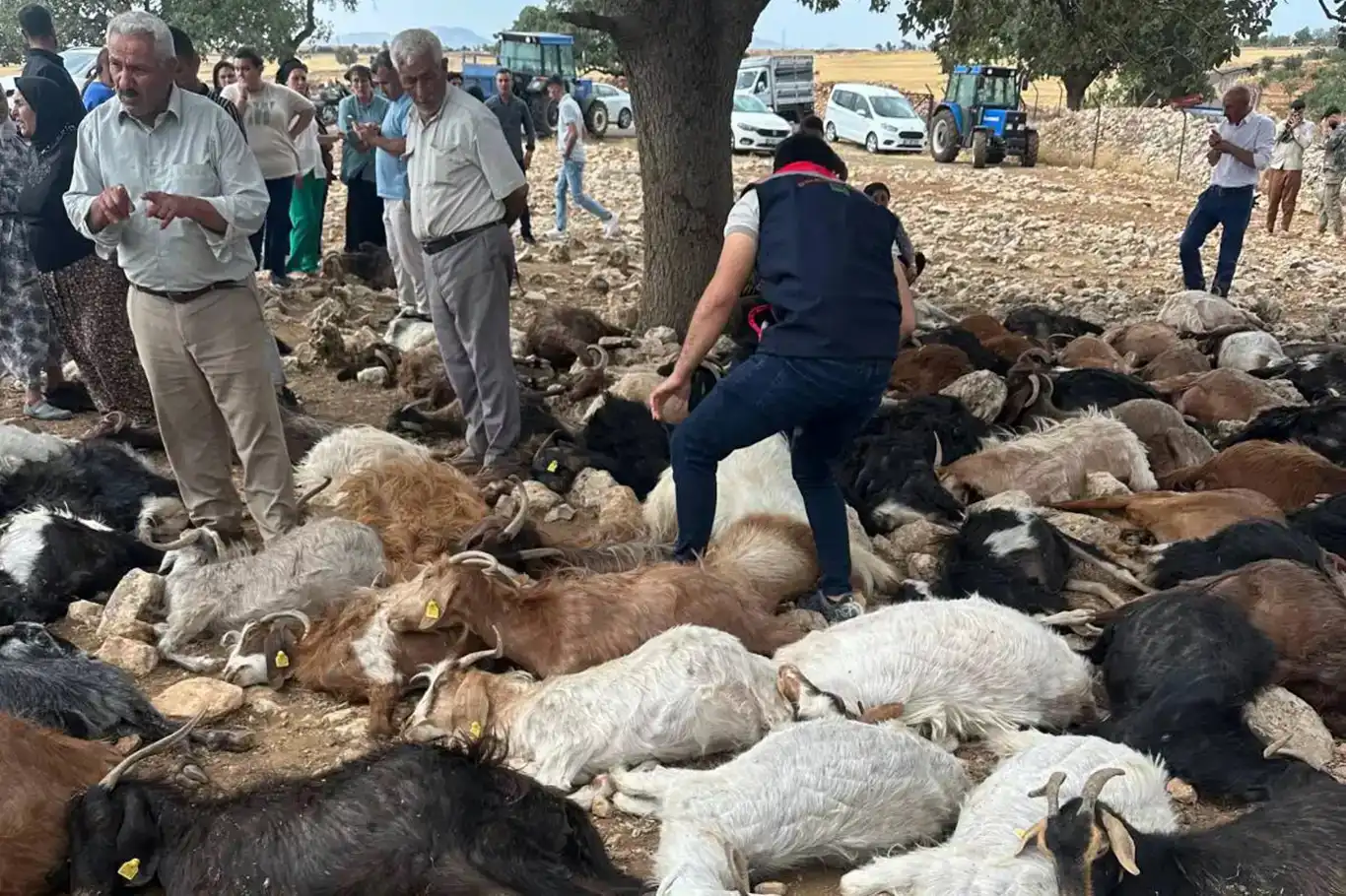 Li Şirnexê brûsk li 100 bizinan xist, hemû telifîn