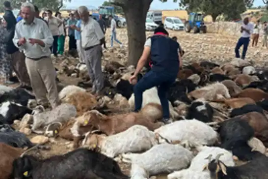 Li Şirnexê brûsk li 100 bizinan xist, hemû telifîn