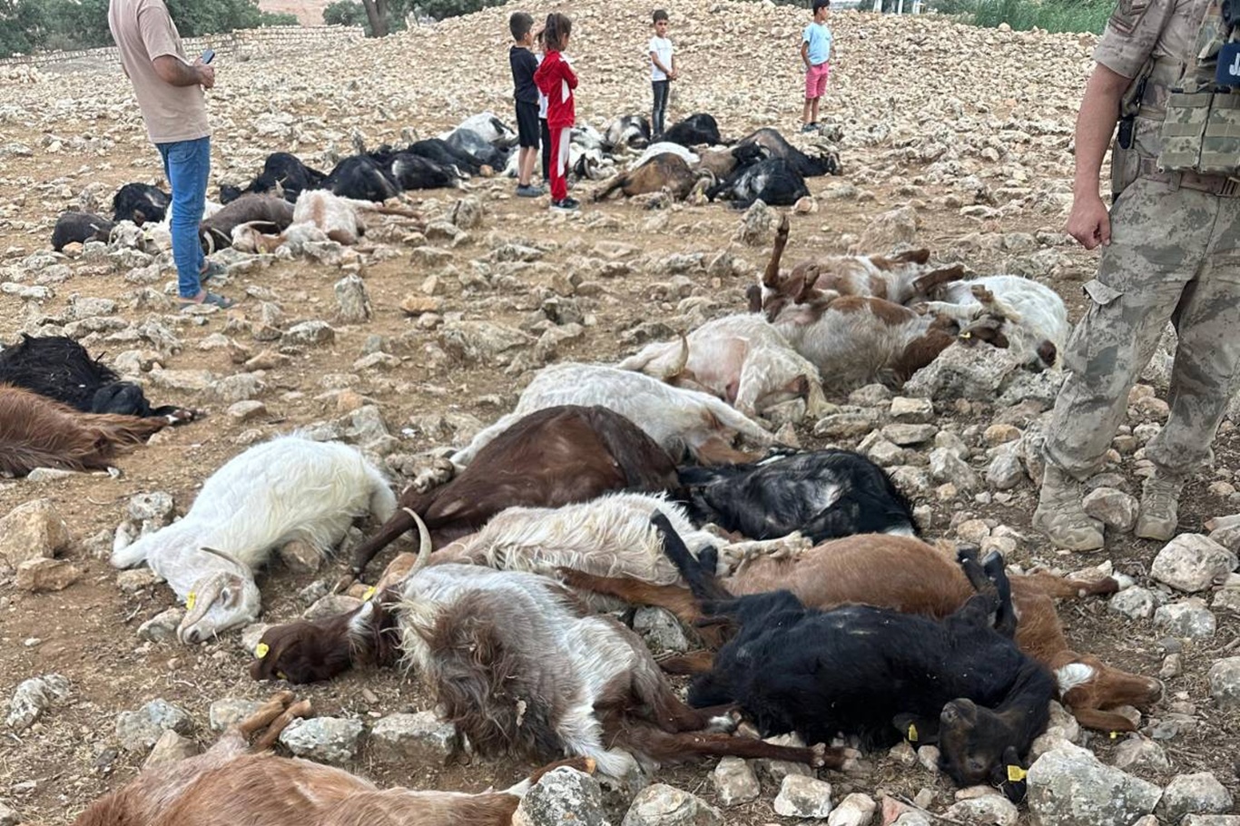 Li Şirnexê brûsk li 100 bizinan xist, hemû telifîn Li Şirnexê brûsk li 100 bizinan xist, hemû telifîn