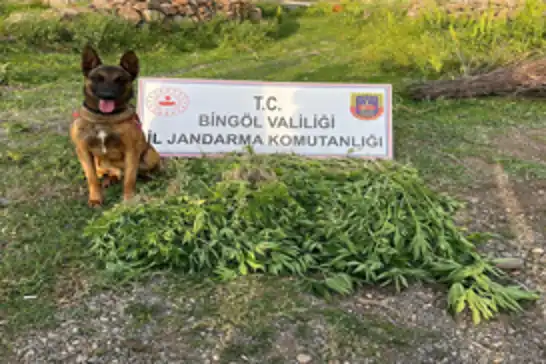 Bingöl'de uyuşturucu operasyonu: 4 gözaltı