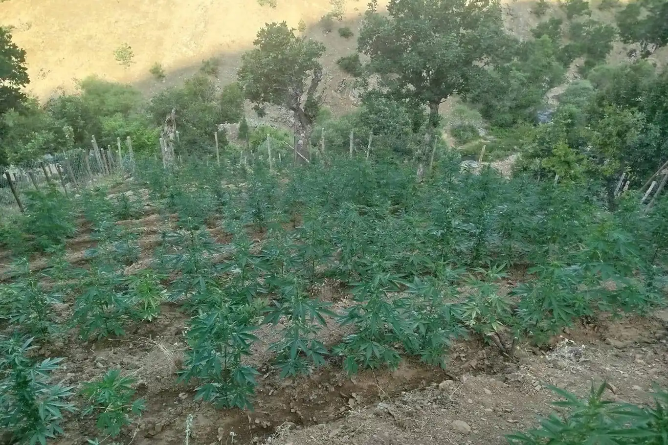 Bingöl'de 15.300 kök kenevir ele geçirildi Bingöl'de 15.300 kök kenevir ele geçirildi