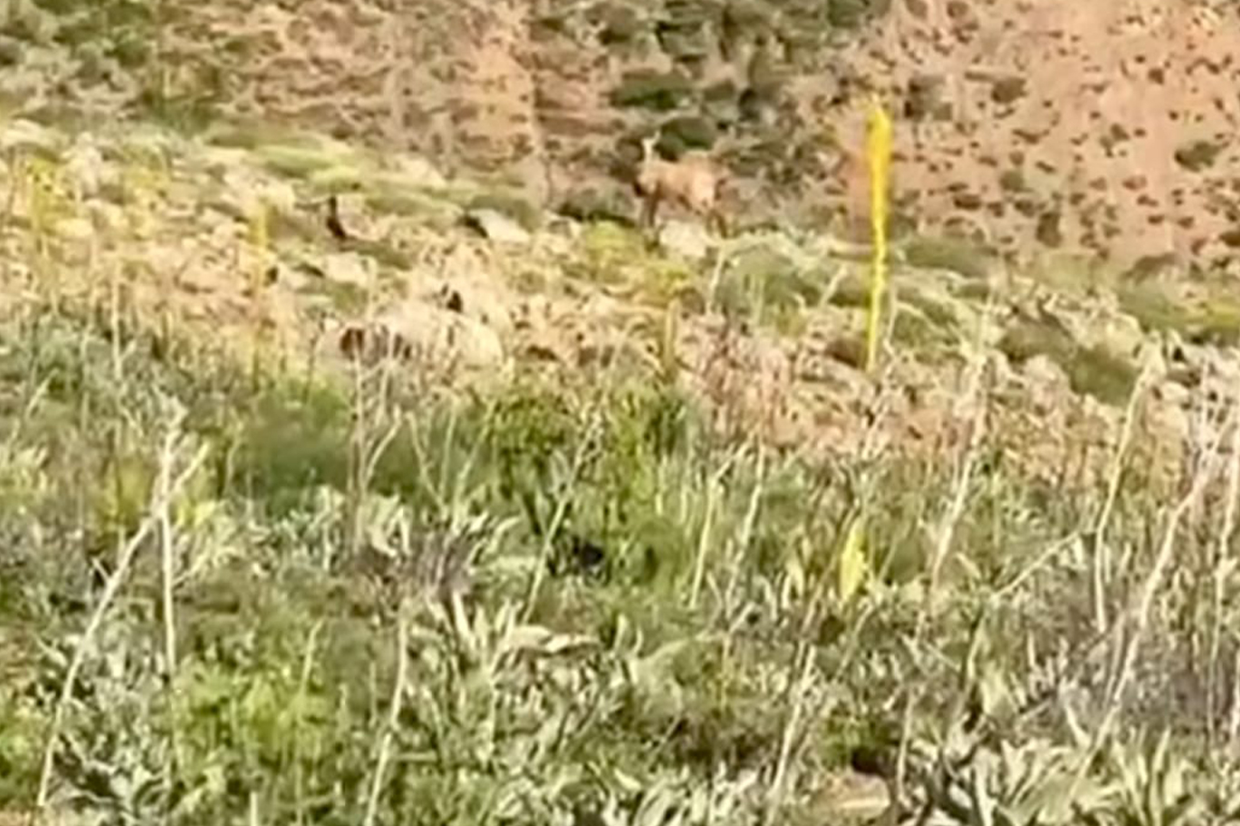 Bingöl'de dağ keçisi çobanlara eşlik etti Bingöl'de dağ keçisi çobanlara eşlik etti