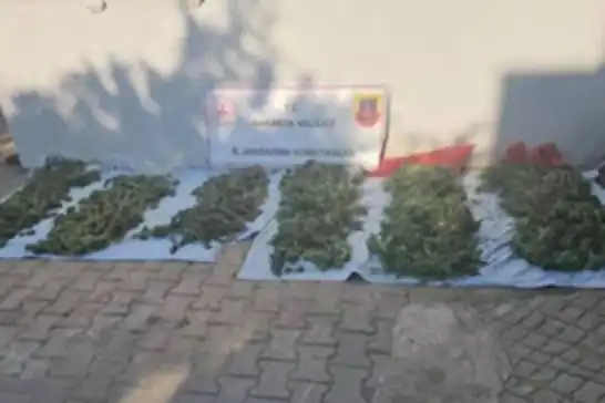 Sakarya'da 19 kilogram skunk ele geçirildi: 1 tutuklama