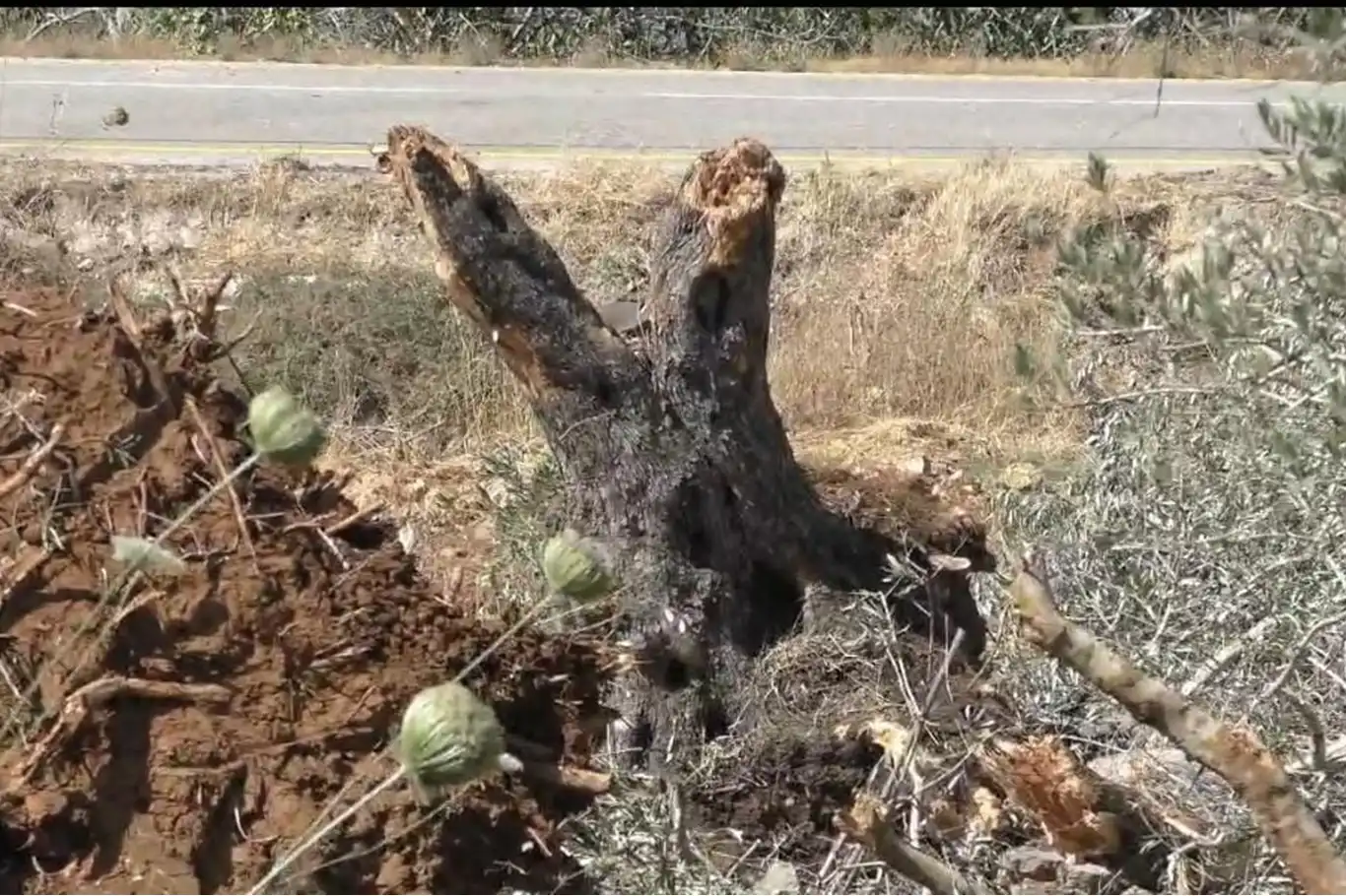 Siyonist yerleşimci çeteler, Filistinlilerin arazilerini tahrip etmeye devam ediyor Siyonist yerleşimci çeteler, Filistinlilerin arazilerini tahrip etmeye devam ediyor