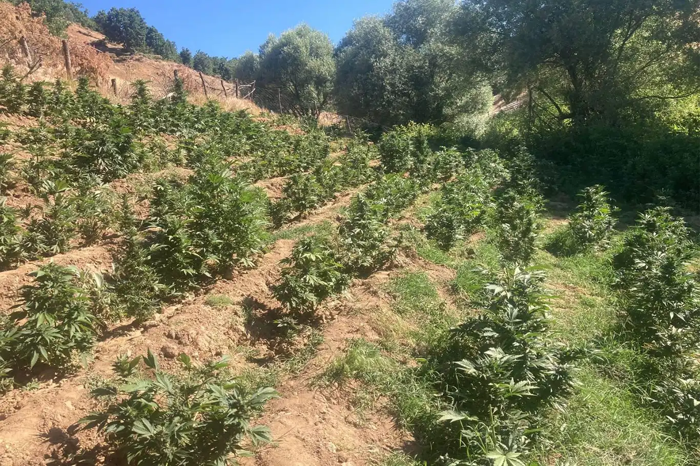 Bingöl’de 19 bin 513 kök skunk ele geçirildi Bingöl’de 19 bin 513 kök skunk ele geçirildi