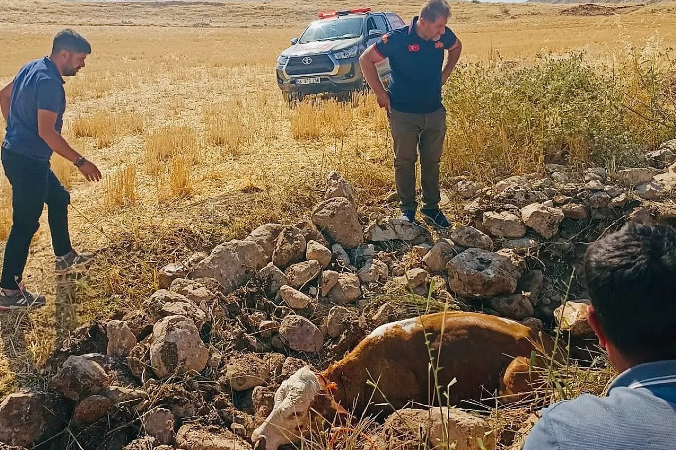 Kuyuya düşen inek kurtarıldı Kuyuya düşen inek kurtarıldı