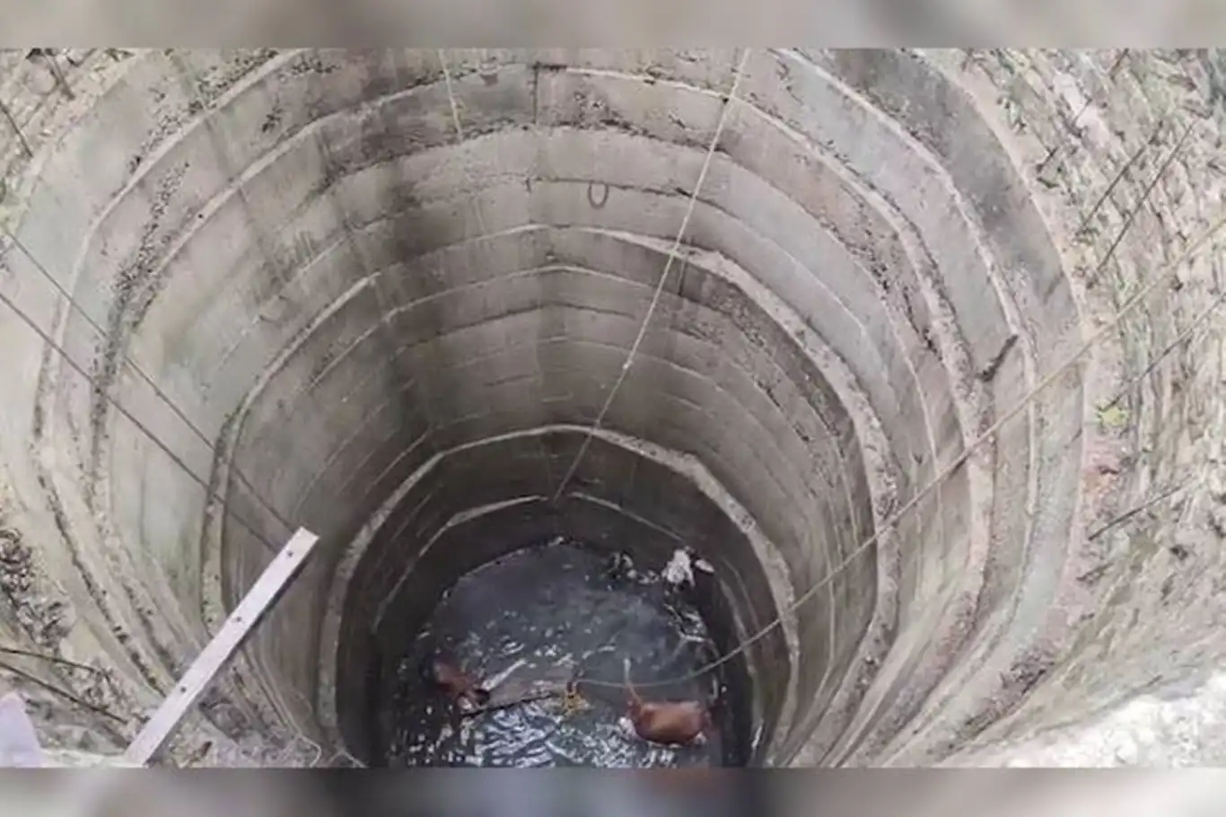 Hindistan'da kuyuya düşen ineği kurtarmak isteyen 5 kişi zehirli gazdan öldü