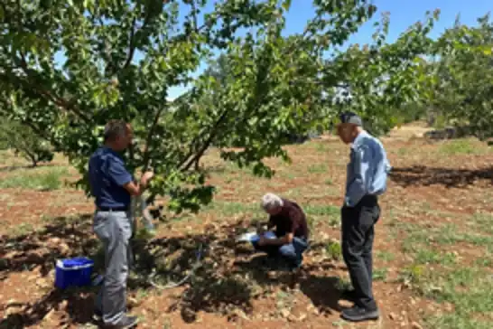 Malatya'da kayısı bahçelerinde şarka hastalığına karşı sürvey çalışması yapıldı