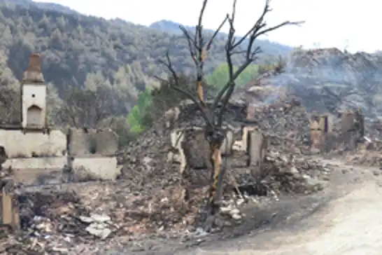 Orman yangınlarından etkilenenlere hane başına 162 bin TL'lik destek