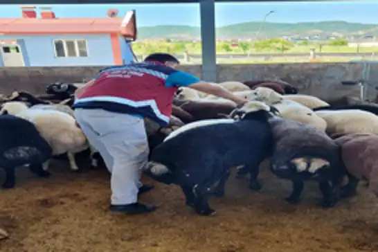 Bingöl'de kurban denetimleri devam ediyor