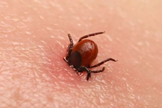 Sixth CCHF fatality reported in Sivas as tick-borne threat grows