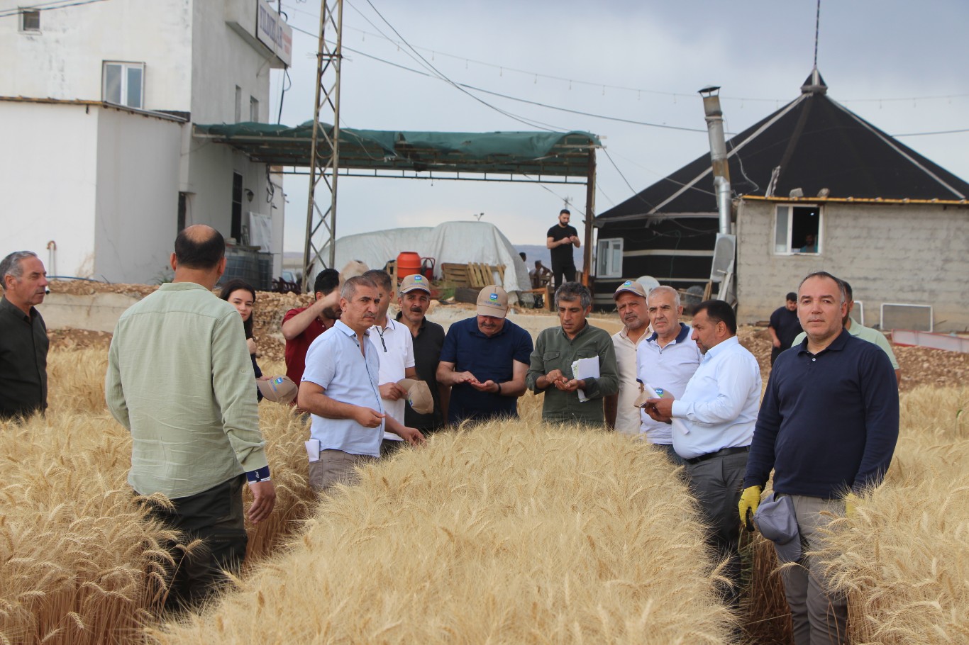 “Tarla Günü” etkinliğinde kuraklığa dayanıklı buğday tanıtıldı
