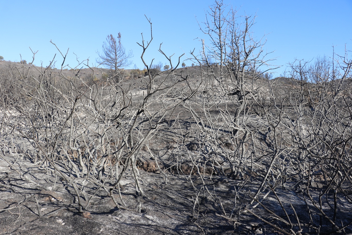 Seferihisar'da yangından geriye kül yığını kaldı