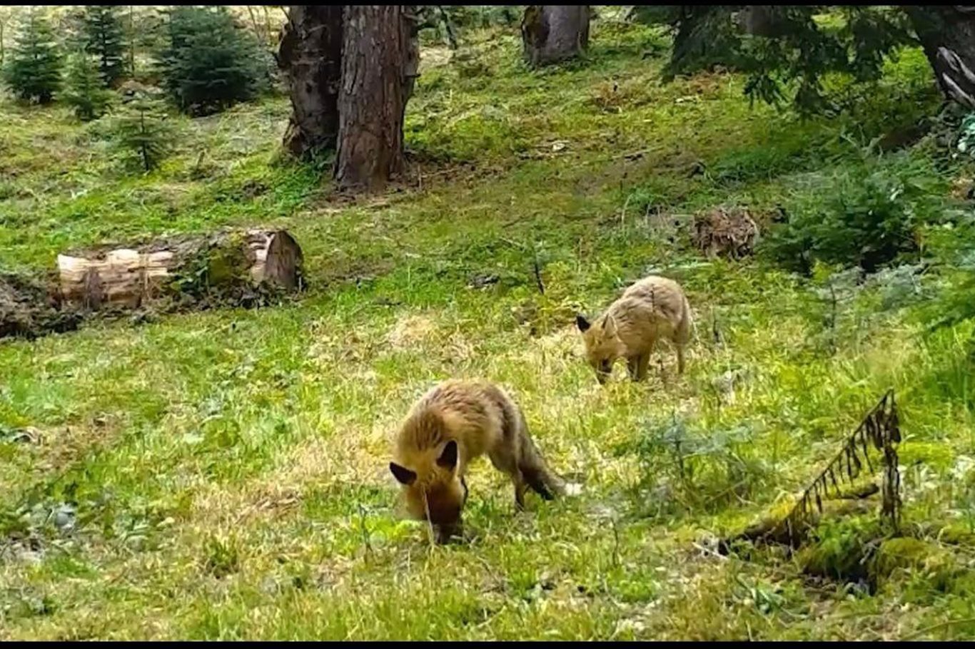 Bursa'da fotokapan anne ve yavru tilkiyi görüntüledi Bursa'da fotokapan anne ve yavru tilkiyi görüntüledi