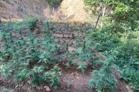 Bingöl'de 5 bin 520 kök kenevir ve skunk ele geçirildi