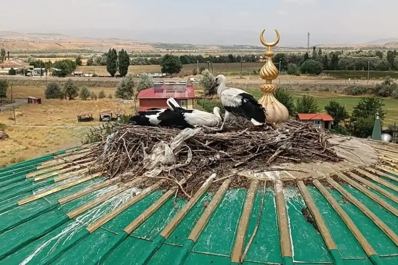 Yuvadan düşen leylek yavrusu kurtarıldı Yuvadan düşen leylek yavrusu kurtarıldı