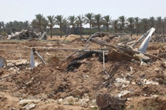 FAO: Israeli aggression has destroyed 95% of Gaza's farmland