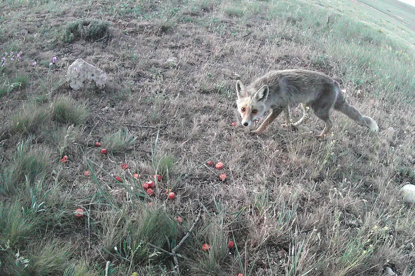 Kızıl tilki fotokapana yakalandı Kızıl tilki fotokapana yakalandı